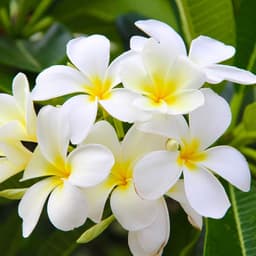 Tiare Tahiti — květina Francouzské Polynésie